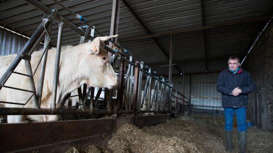 Eric Lacombre possède 120 hectares de prés et 80 bêtes, à Ternant - Photos Emmanuelle Baills