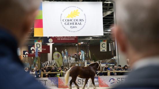 Concours général agricole du cheval de Trait au SIA, mercredi 1er mars 2023 - Photo Emmanuelle Baills 