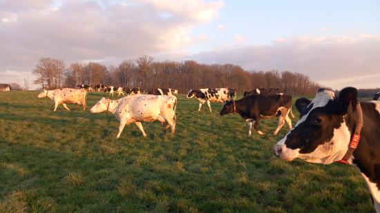 Vaches du GAEC Les Forts - Photo DR