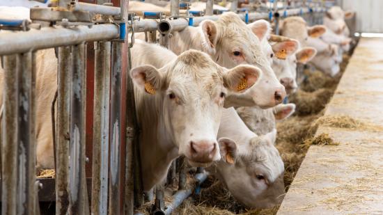 Engraisser ses animaux à la ferme : une nouvelle tendance que la Région veut promouvoir. Photo : Xavier Ducordeaux