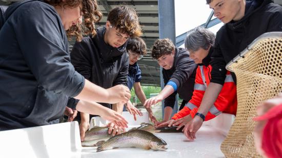 Les élèves de seconde du lycée agricole du Morvan, à Château-Chinon (58), apprennent à trier les truites arc-en-ciel en fonction de leur calibre - Photo Xavier Ducordeaux