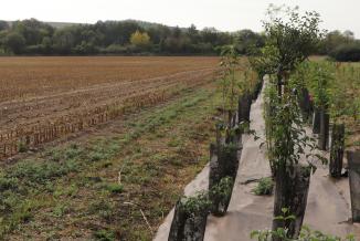 L’agroforesterie associe la plantation d’arbres aux cultures ou à l’élevage - Crédit photo Région Bourgogne-Franche-Comté