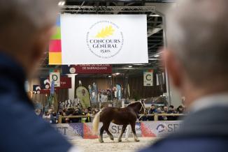 Concours général agricole du cheval de Trait au SIA, mercredi 1er mars 2023 - Photo Emmanuelle Baills 