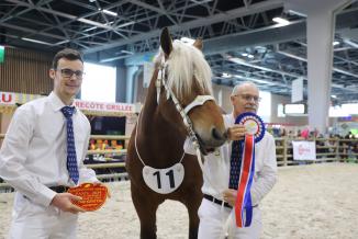 Concours des chevaux Comtois, mercredi 28 février 2024 au salon de l’Agriculture - Photo Océane Lavoustet