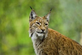 Lynx - Photo Région Bourgogne-Franche-Comté
