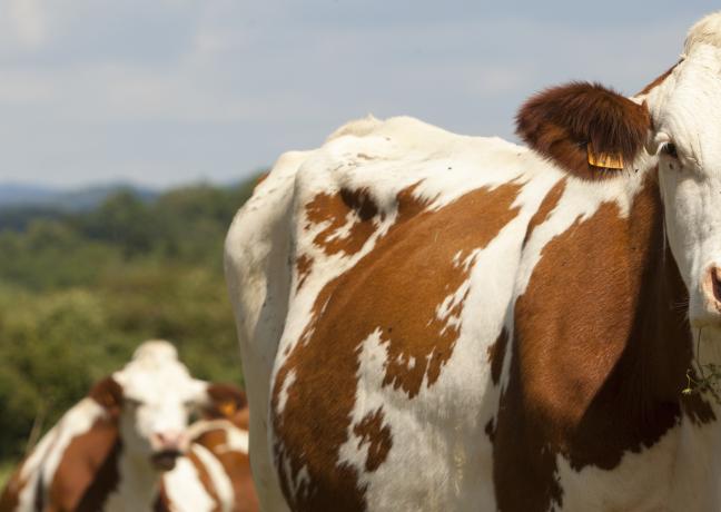 Vaches Montbéliardes - Crédit Région Bourgogne-Franche-Comté / David Cesbron