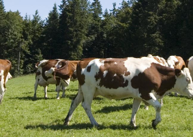 Vaches montbéliardes - Crédit Région Bourgogne-Franche-Comté / David Cesbron
