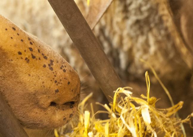 Salon international de l’agriculture - Crédit Région Bourgogne-Franche-Comté / David Cesbron