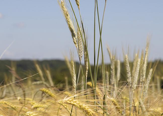 L'agriculture bio en Bourgiogne-Franche-Comté - ©DavidCesbron