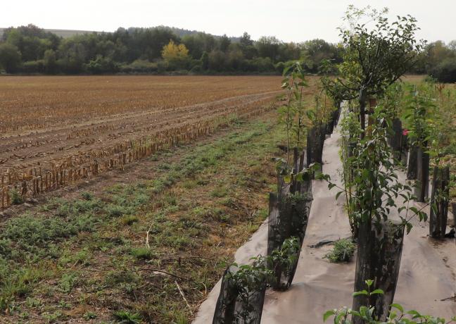 L’agroforesterie associe la plantation d’arbres aux cultures ou à l’élevage - Crédit photo Région Bourgogne-Franche-Comté