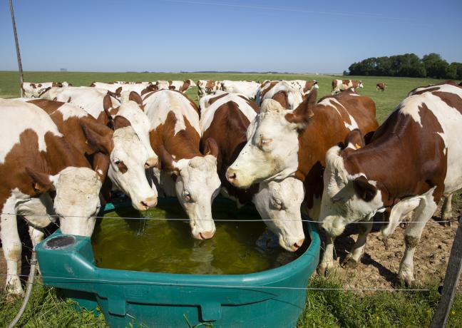 Abreuvement bétail - Photo David Cesbron