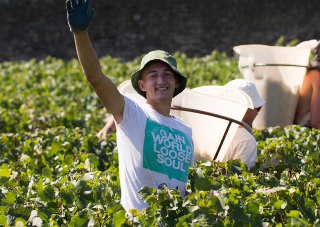 Vendanges à Puligny Montrachet, Olivier Leflaive - Photo DR