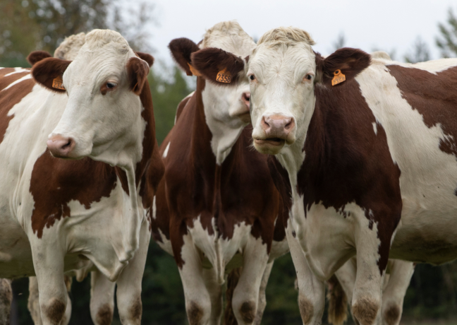 vaches montbéliardes