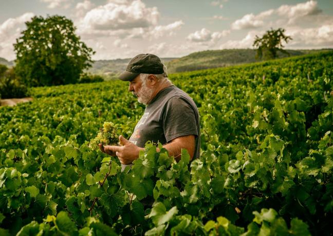 Vigneron de la colline éternelle, à Saint-Père-sous-Vézelay (89) - DR