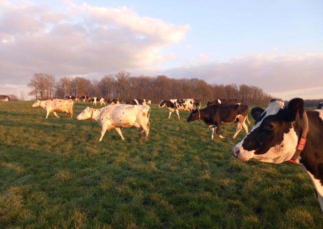 Vaches du GAEC Les Forts - Photo DR
