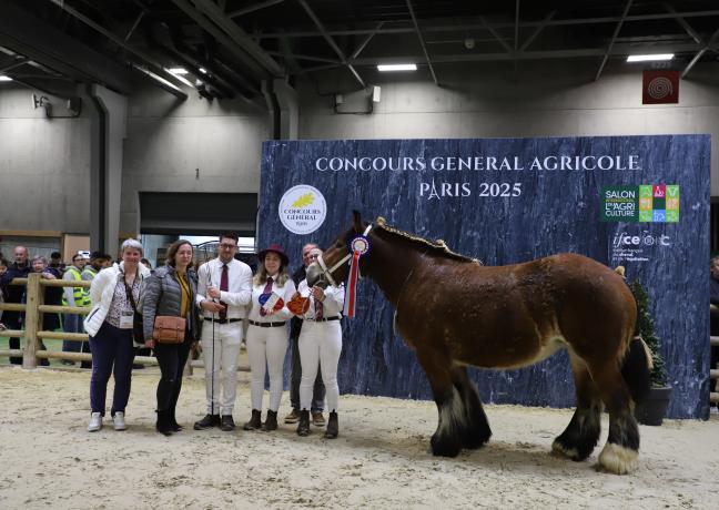 Concours de chevaux de trait auxois, mardi 25 février 2025 au Salon de l’Agriculture - Photo Océane Lavoustet