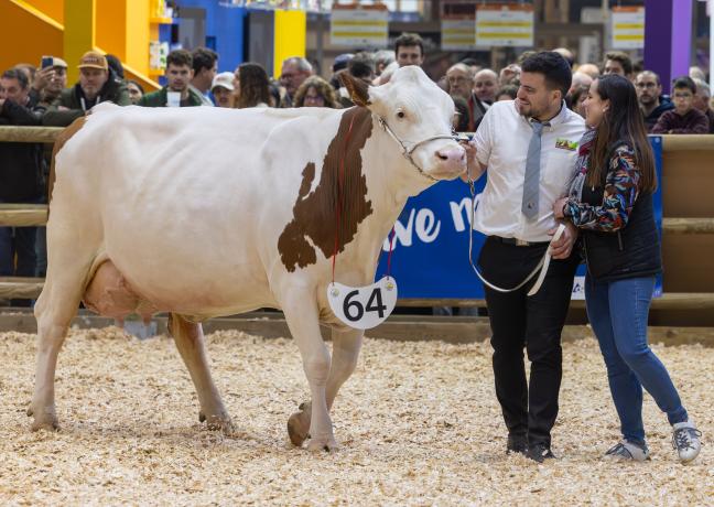 Concours des Montbéliardes au SIA 2025 - Photo Wavier Ducordeaux