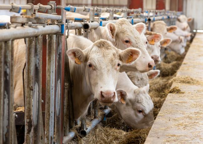 Engraisser ses animaux à la ferme : une nouvelle tendance que la Région veut promouvoir. Photo : Xavier Ducordeaux