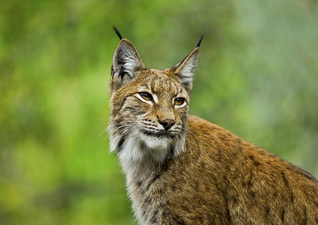Lynx - Photo Région Bourgogne-Franche-Comté