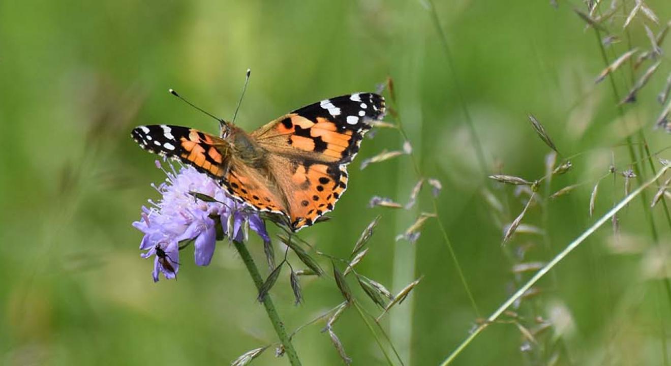 RNR Savoureuse - Papillon Belle-Dame - Nadine Enderlin