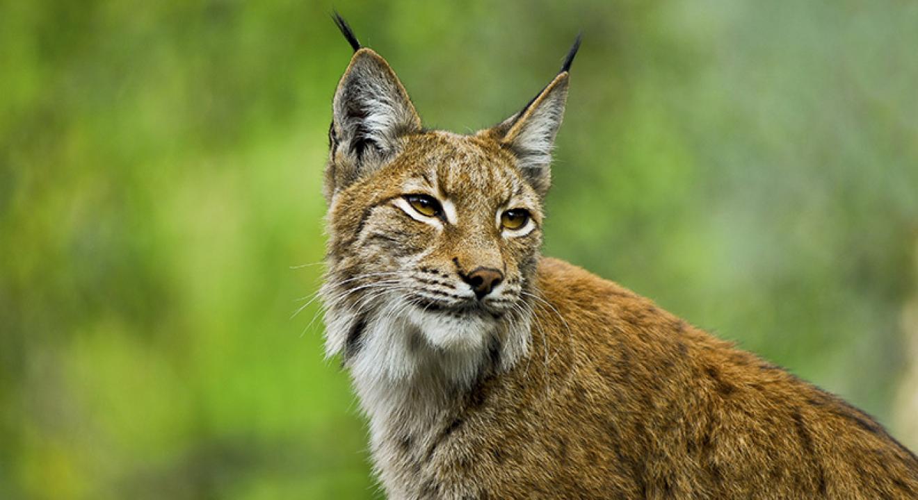 Lynx - Photo Région Bourgogne-Franche-Comté